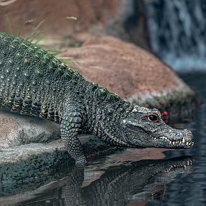 West African Dwarf Crocodile
