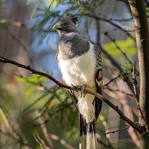 White Bellied Go Away Bird(female)