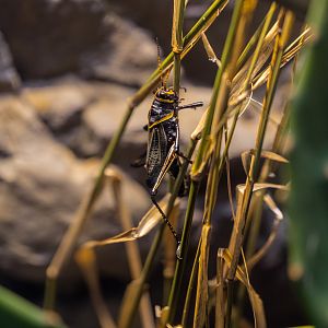 Horse Lubber Grasshopper