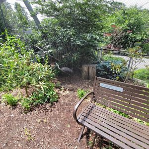 Franklin Park 7/22 - Nature's Neighborhoods aviary, hooded crane