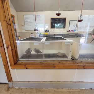 Franklin Park 7/22 - Franklin Farm unsigned ducklings