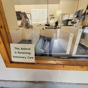 Franklin Park 7/22 - Franklin Farm unsigned ducklings