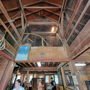 Franklin Park 7/22 - Franklin Farm Barn owl