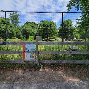 Franklin Park 7/22 - Wattled crane, off exhibit