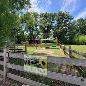 Franklin Park 7/22 - Black Welsh mountain sheep