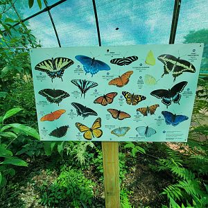 Franklin Park 7/22 - Butterfly Hollow