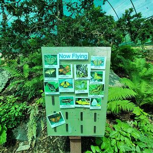 Franklin Park 7/22 - Butterfly Hollow, species currently out