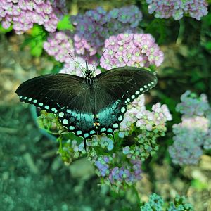 Franklin Park 7/22 - Butterfly Hollow