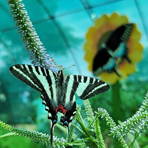 Franklin Park 7/22 - Butterfly Hollow , Zebra Swallowtail