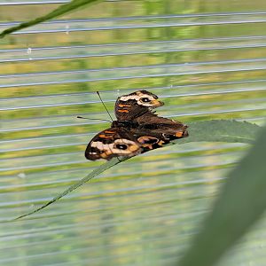 Franklin Park 7/22 - Butterfly Hollow, Buckeye