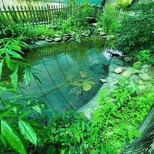 Franklin Park 7/22 - Butterfly Hollow, Common Cooter