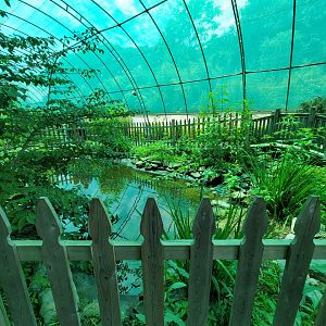 Franklin Park 7/22 - Butterfly Hollow, turtle pond