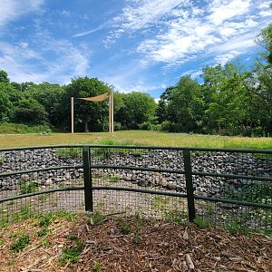 Franklin Park 7/22 - Masai giraffe, Grevy's zebra