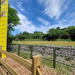 Franklin Park 7/22 - Masai giraffe, Grevy's zebra