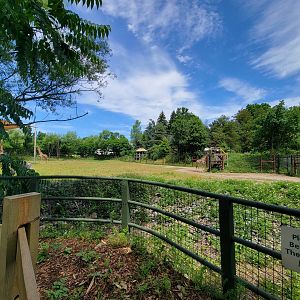 Franklin Park 7/22 - Masai giraffe, Grevy's zebra