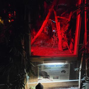 Franklin Park 7/22 - Outback Trail, Northern Brown Kiwi