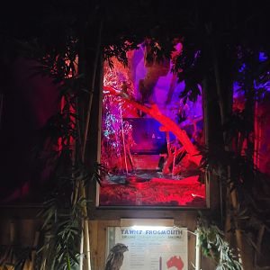 Franklin Park 7/22 - Outback Trail, Tawny Frogmouth