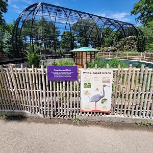 Franklin Park 7/22 - White-naped crane off exhibit, Raptor Ridge behind.
