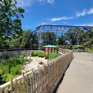Franklin Park 7/22 - White-naped crane off exhibit, Raptor Ridge