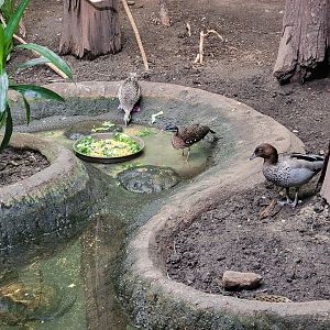 Franklin Park 7/22 - Bird's World Swamp exhibit
