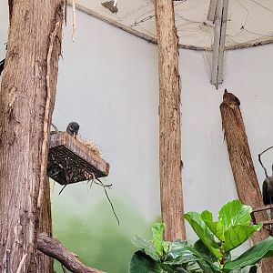 Franklin Park 7/22 - Bird's World Swamp exhibit, hadada ibises