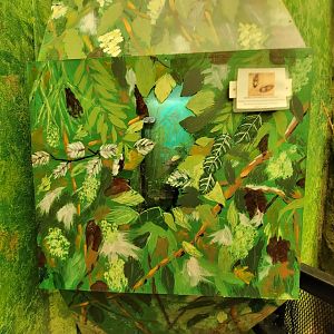 Franklin Park 7/22 - Bird's World Rainforest insects