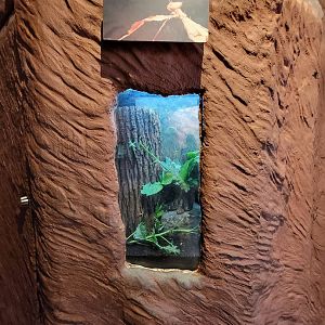 Franklin Park 7/22 - Bird's World Scrubland, Australian walking stick