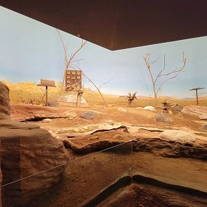 Franklin Park 7/22 - Bird's World Scrubland