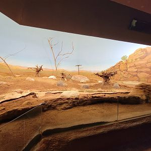 Franklin Park 7/22 - Bird's World Scrubland