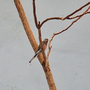 Franklin Park 7/22 - Bird's World Scrubland, Bourke's parakeet