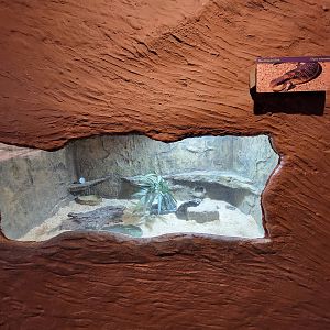 Franklin Park 7/22 - Bird's World Scrubland, blue-tongued skink