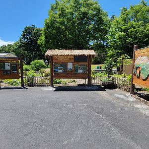 Franklin Park 7/22 - Gorilla Grove, wild gorilla info