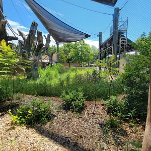 Franklin Park 7/22 - Gorilla Grove, smaller outdoor area