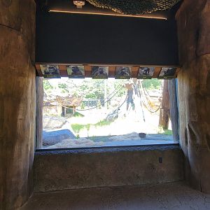 Franklin Park 7/22 - Gorilla Grove, list of current animals