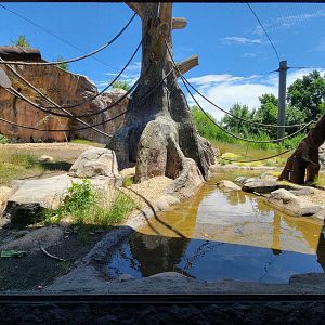 Franklin Park 7/22 - Gorilla Grove outdoors