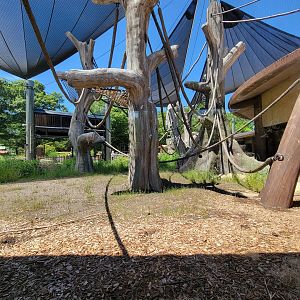 Franklin Park 7/22 - Gorilla Grove outdoors