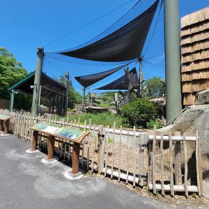 Franklin Park 7/22 - Gorilla Grove outdoors