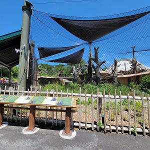 Franklin Park 7/22 - Gorilla Grove outdoors