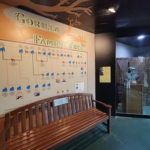 Franklin Park 7/22 - Tropical Forest, Gorilla family tree