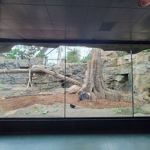 Franklin Park 7/22 - Tropical Forest, gorilla area