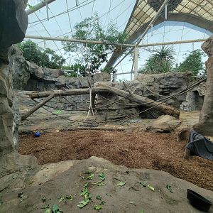 Franklin Park 7/22 - Tropical Forest, gorilla area