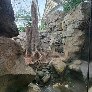 Franklin Park 7/22 - Tropical Forest, gorilla area (and finally an actual gorilla!)