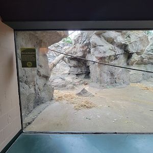 Franklin Park 7/22 - Tropical Forest, another gorilla window