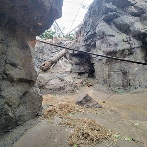 Franklin Park 7/22 - Tropical Forest, gorillas
