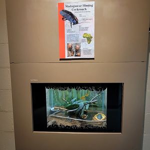 Franklin Park 7/22 - Tropical Forest, Madagascar hissing cockroaches