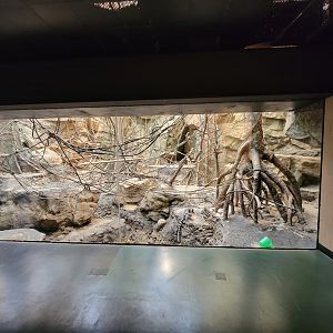 Franklin Park 7/22 - Tropical Forest, ring-tailed lemurs