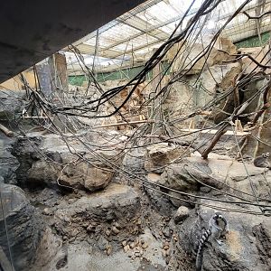 Franklin Park 7/22 - Tropical Forest, ring-tailed lemurs