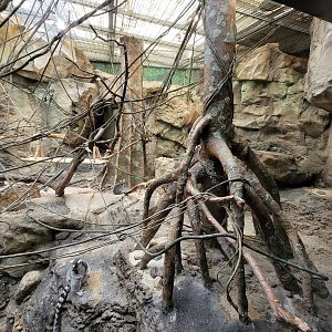 Franklin Park 7/22 - Tropical Forest, ring-tailed lemurs