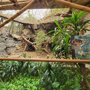 Franklin Park 7/22 - Tropical Forest, ocelot