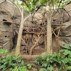 Franklin Park 7/22 - Tropical Forest, Cotton-top tamarins